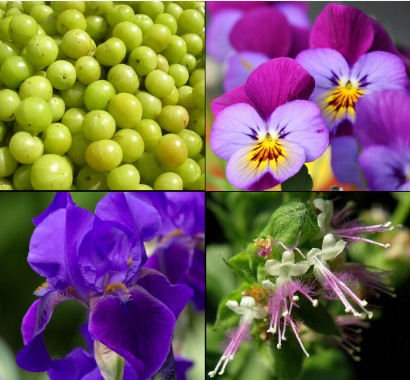 Tesori d`Oriente Ayurveda 100 ml parfumovaná voda